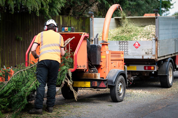 Best Tree Branch Trimming  in Texarkana, TX